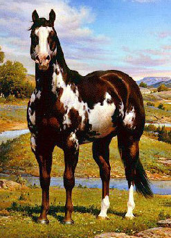 American Paint Horse